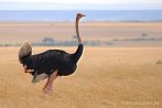 043C-0140; 3231 x 2164 pix; Africa, bird, ostrich