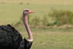 Africa; bird; ostrich