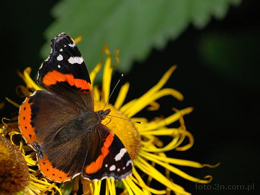 insect; butterfly; red admiral