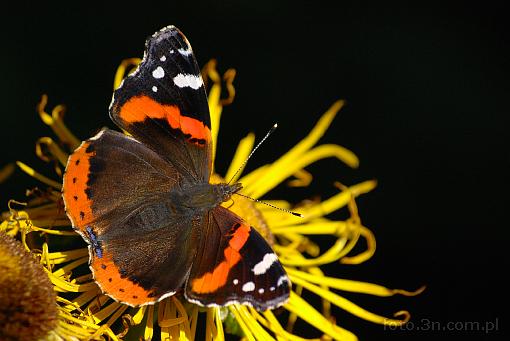 insect; butterfly; red admiral