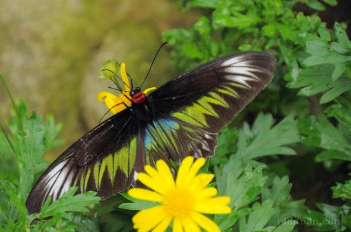 Asia; Malaysia; insect; butterfly; Rajah Brooke's Birdwing; Trogonoptera brookiana albescens