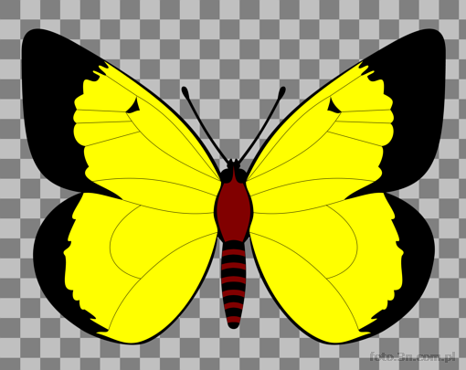 butterfly; yellow butterfly