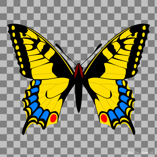 butterfly; swallowtail butterfly