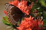 Asia; Cambodia; insect; butterfly