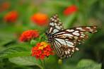 0051-0206; 4288 x 2848 pix; Asia, India, insect, butterfly, blue tiger, tirumala limniace