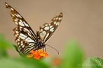 0051-0214; 3989 x 2650 pix; Asia, India, insect, butterfly, blue tiger, tirumala limniace