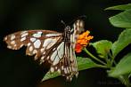 Asia; India; insect; butterfly; blue tiger; tirumala limniace