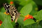 0051-0725; 3650 x 2425 pix; Asia, India, insect, butterfly, common jay, graphium doson