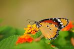 0051-0540; 3686 x 2449 pix; Asia, India, insect, butterfly, plain tiger, danaus chrysippus
