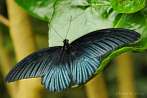Asia; Malaysia; insect; butterfly