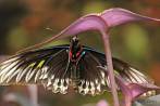 0051-0760; 4288 x 2848 pix; Asia, Malaysia, insect, butterfly, Rajah Brooke’s Birdwing, Trogonoptera brookiana albescens