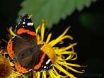0051-0282; 3084 x 2313 pix; insect, butterfly, red admiral