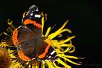 0051-0284; 3193 x 2137 pix; insect, butterfly, red admiral