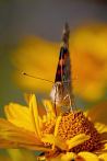 insect; butterfly; small tortoiseshell
