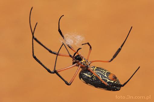 spider; nephila sumptuosa