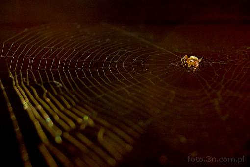 spider; spider's web; cobweb
