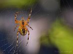 0052-0220; 2871 x 2154 pix; spider, spider’s web, cobweb