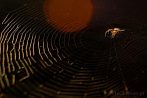 spider; spider's web; cobweb