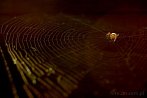 0052-2003; 3098 x 2075 pix; spider, spider’s web, cobweb