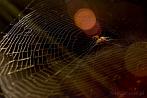 0052-2004; 2619 x 1753 pix; spider, spider’s web, cobweb
