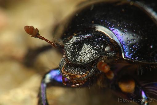 insect; beetle; geotrupes vernalis