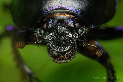 insect; beetle; geotrupes vernalis