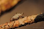 insect; beetle; picromerus bidens