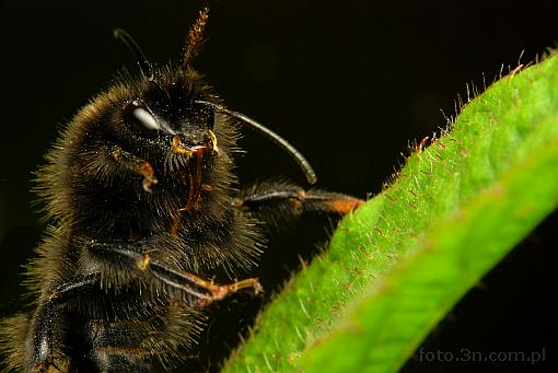 insect; apidae; bumblebee