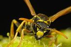 insect; hymenoptera; wasp