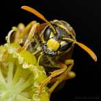 0054-0540; 2093 x 2093 pix; insect, hymenoptera, wasp
