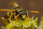 insect; hymenoptera; wasp