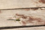0055-0010; 2681 x 1782 pix; insect, dragonfly