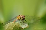 0055-0900; 4719 x 3134 pix; insect, dragonfly