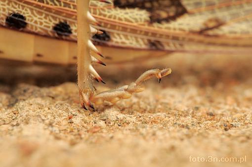 insect; locust; grasshopper