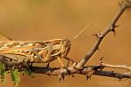 0056-0401; 3521 x 2339 pix; insect, locust, grasshopper