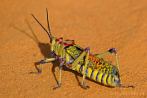 0056-0504; 2900 x 1942 pix; insect, locust, grasshopper