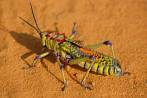 0056-0505; 3872 x 2592 pix; insect, locust, grasshopper