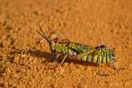 0056-0509; 3077 x 2060 pix; insect, locust, grasshopper