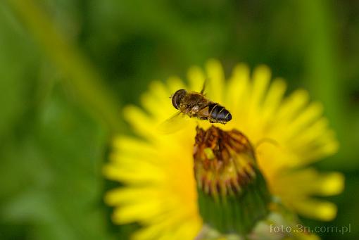 insect; diptera; hoverfly