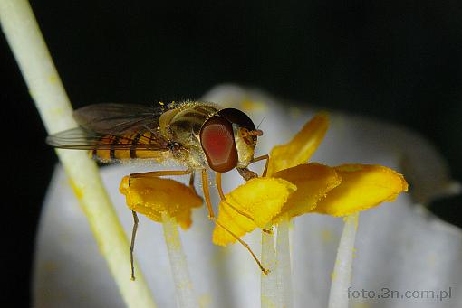 insect; diptera
