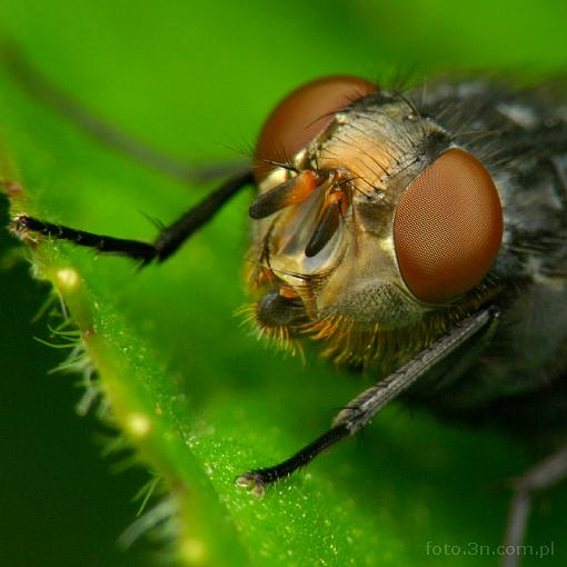 insect; diptera; fly