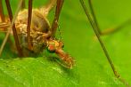 insect; culicidae