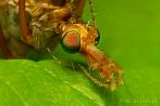 insect; culicidae