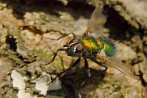 insect; diptera; fly