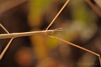 0058-0520; 4288 x 2848 pix; insect, stick insect