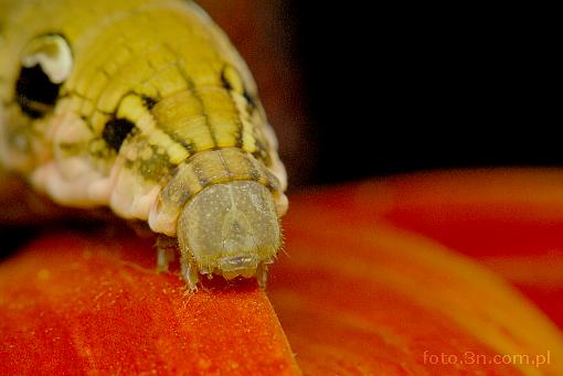 insect; caterpillar