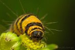 005A-0060; 3898 x 2612 pix; insect, caterpillar