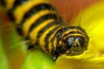 insect; caterpillar