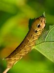 005A-0303; 1692 x 2256 pix; insect, caterpillar