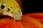 005A-0420; 3556 x 2381 pix; insect, caterpillar